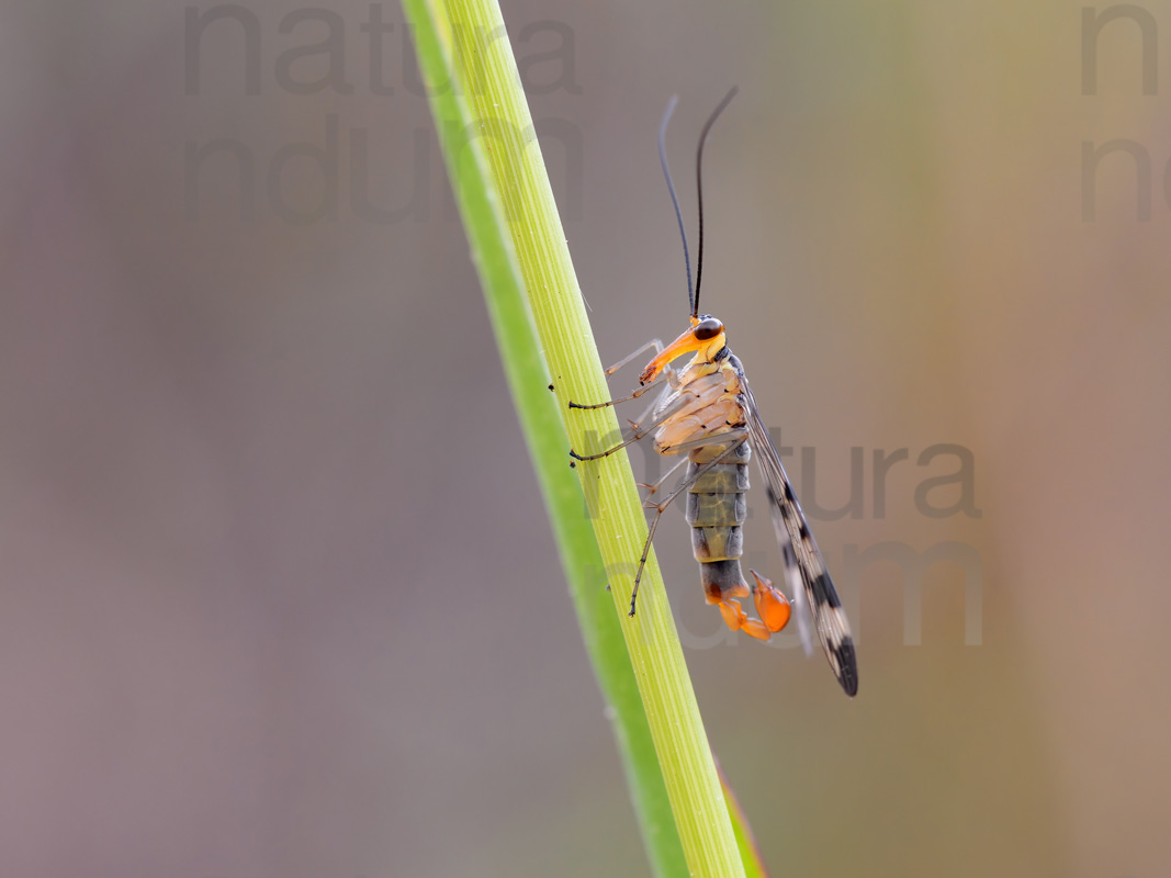 Photos of Common scorpionfly (Panorpa communis)