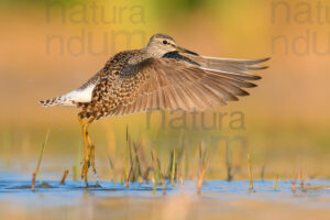 Photos of Wood Sandpiper (Tringa glareola)