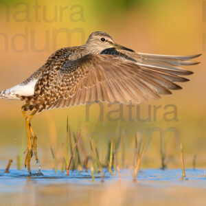 Photos of Wood Sandpiper (Tringa glareola)