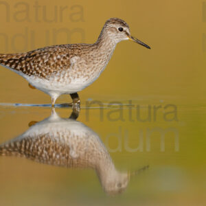 Photos of Wood Sandpiper (Tringa glareola)