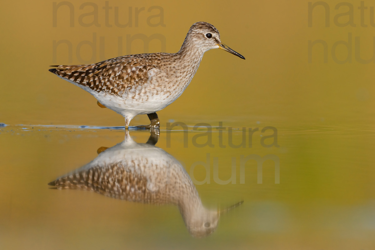 Foto di Piro piro boschereccio (Tringa glareola)