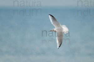 Foto di Gabbiano comune (Chroicocephalus ridibundus)