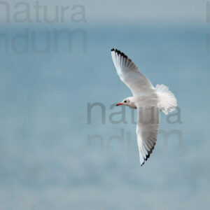 Foto di Gabbiano comune (Chroicocephalus ridibundus)