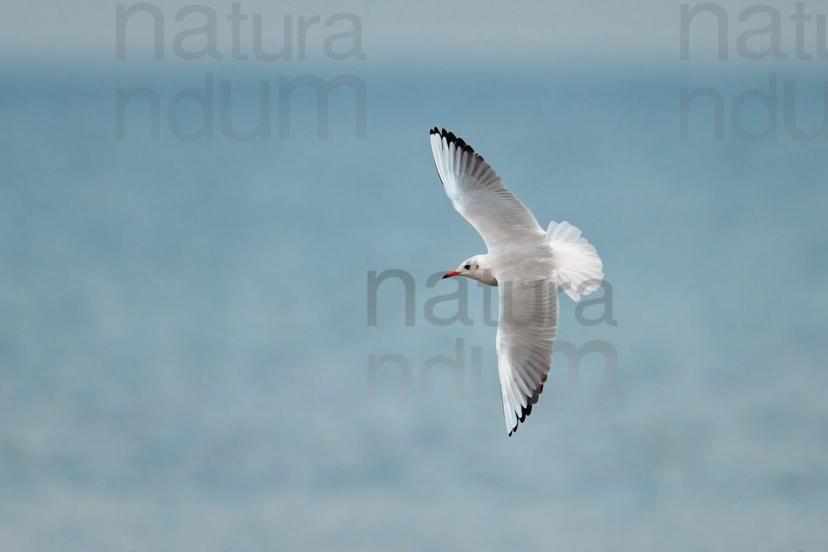 Foto di Gabbiano comune (Chroicocephalus ridibundus)