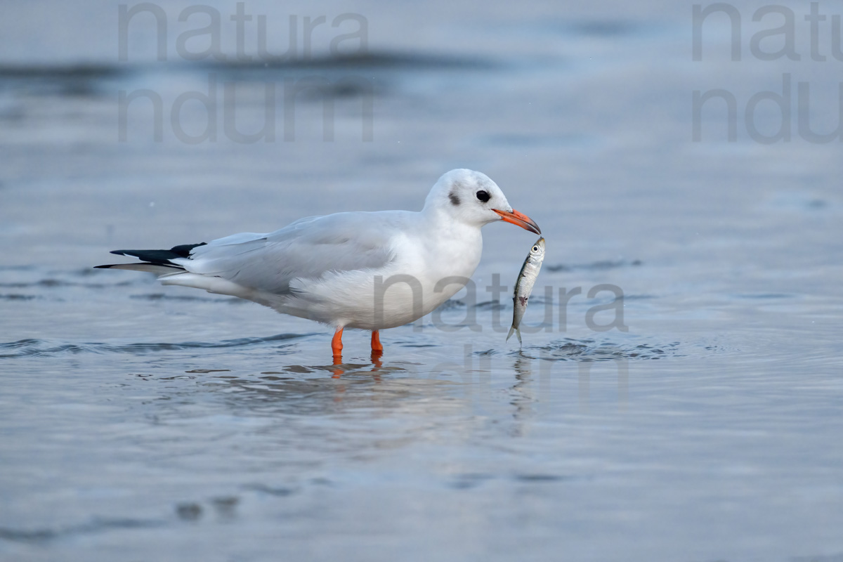 Foto di Gabbiano comune (Chroicocephalus ridibundus)