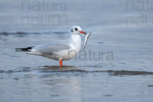 Foto di Gabbiano comune (Chroicocephalus ridibundus)