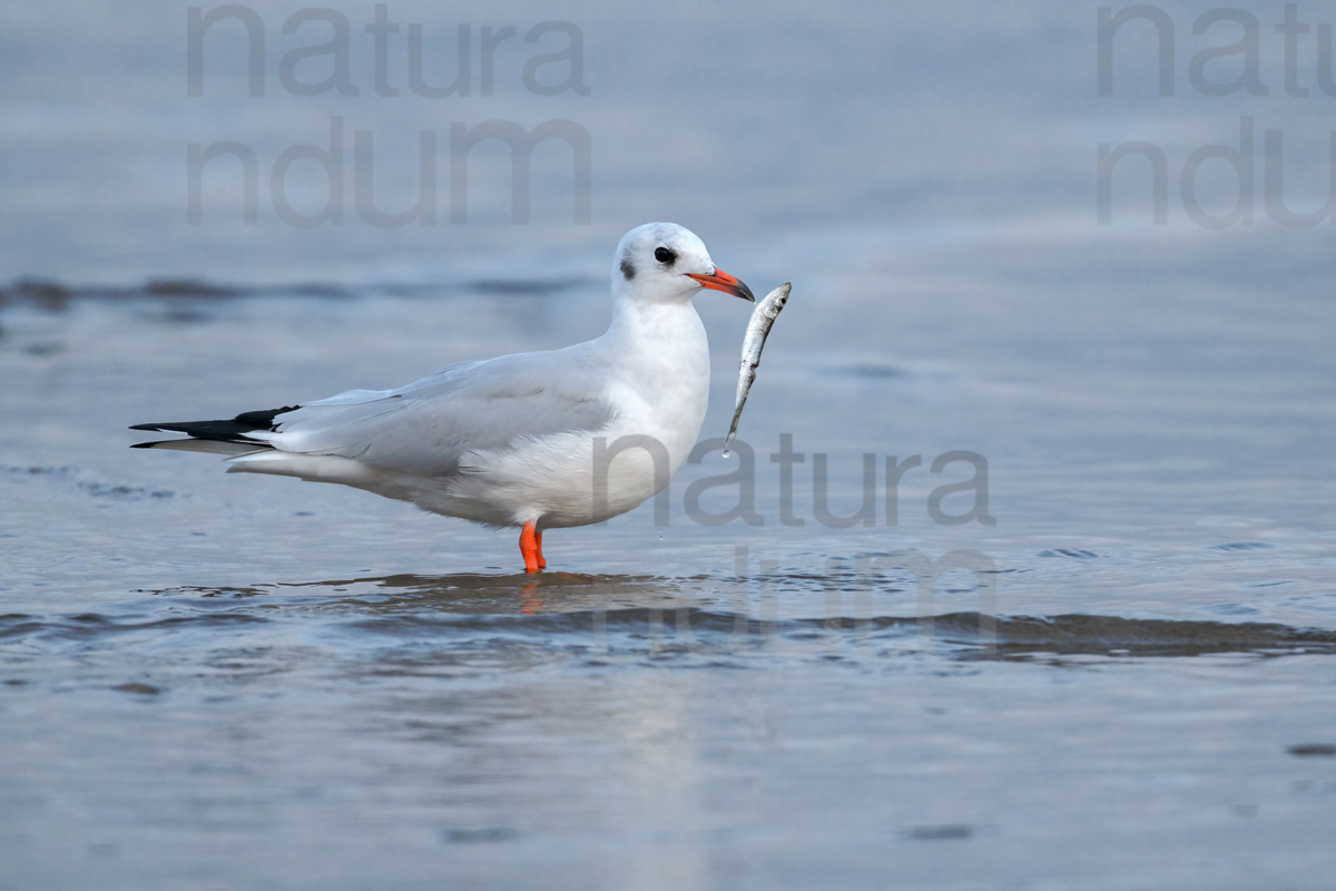 Foto di Gabbiano comune (Chroicocephalus ridibundus)