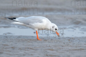 Foto di Gabbiano comune (Chroicocephalus ridibundus)