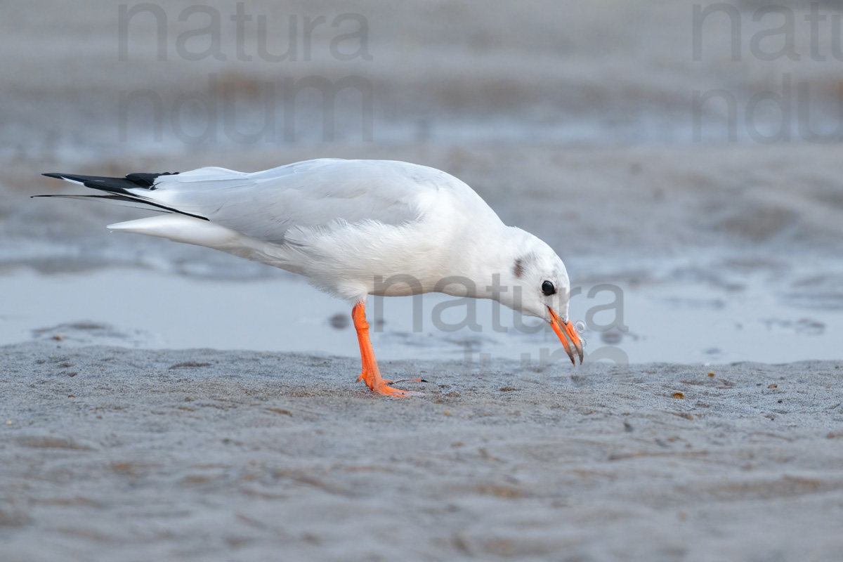 Photos of Black-Headed Gull (Chroicocephalus ridibundus)