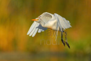 Foto di Airone guardabuoi (Bubulcus ibis)