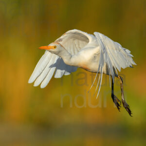 Foto di Airone guardabuoi (Bubulcus ibis)