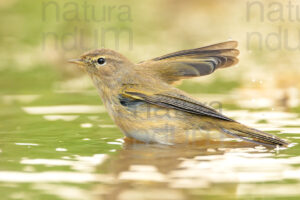 Foto di Luì piccolo (Phylloscopus collybita)