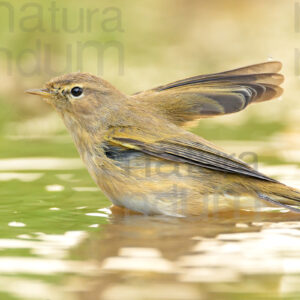 Foto di Luì piccolo (Phylloscopus collybita)