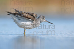 Foto di Pantana (Tringa nebularia)