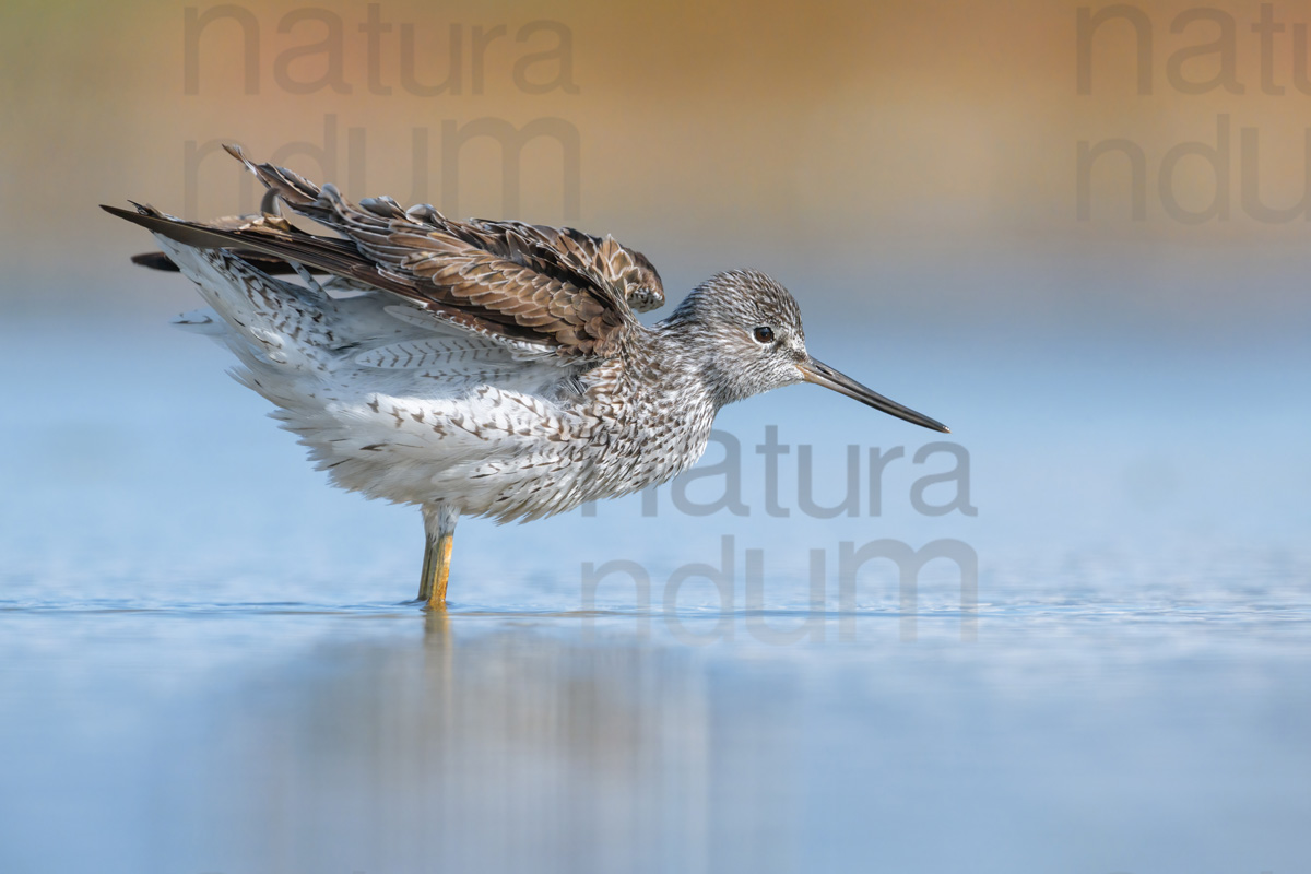 Foto di Pantana (Tringa nebularia)