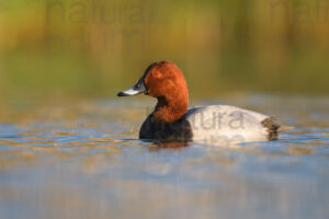 Photos of Common Pochard (Aythya ferina)