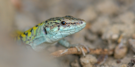 foto di animali e fauna italiana