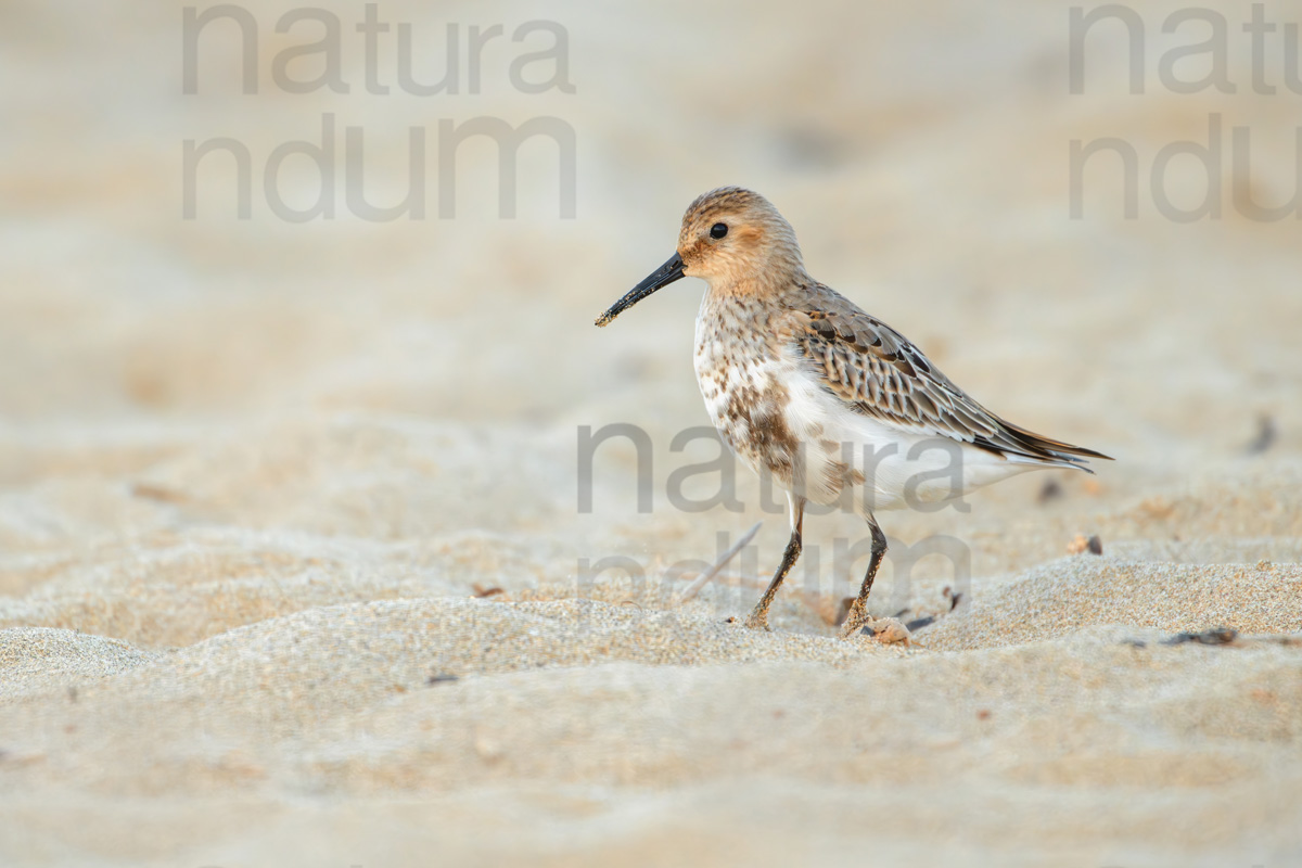 Foto di Piovanello pancianera (Calidris alpina)