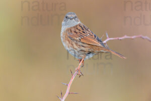 Photos of Dunnock (Prunella modularis)