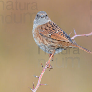 Photos of Dunnock (Prunella modularis)