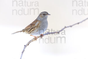 Photos of Dunnock (Prunella modularis)