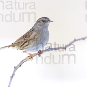 Foto di Passera scopaiola (Prunella modularis)