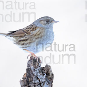 Photos of Dunnock (Prunella modularis)