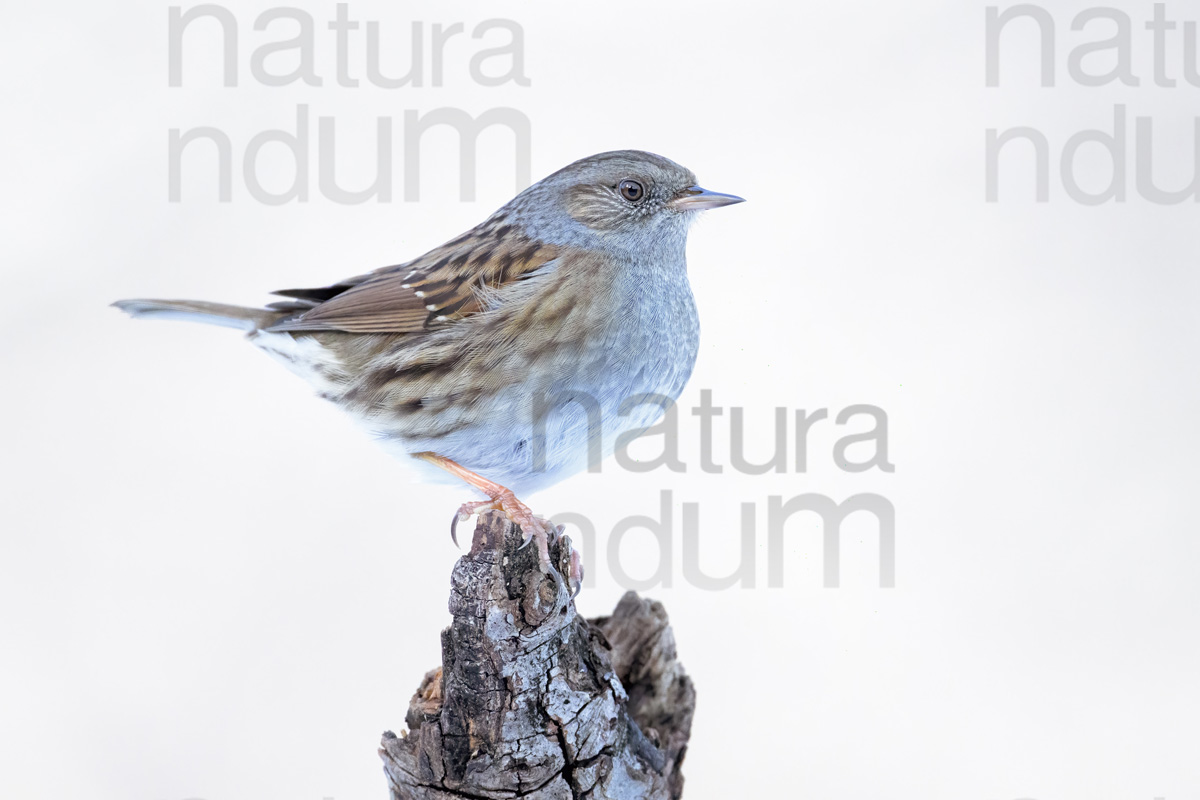 Foto di Passera scopaiola (Prunella modularis)