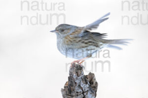 Photos of Dunnock (Prunella modularis)