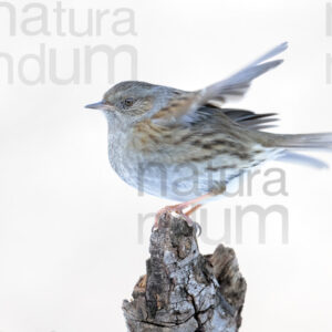 Photos of Dunnock (Prunella modularis)