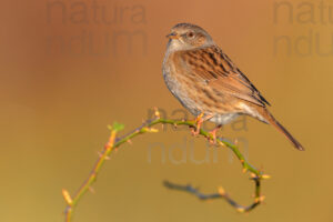 Foto di Passera scopaiola (Prunella modularis)