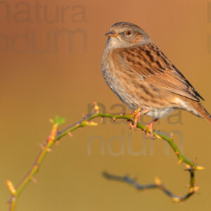 Foto di Passera scopaiola (Prunella modularis)