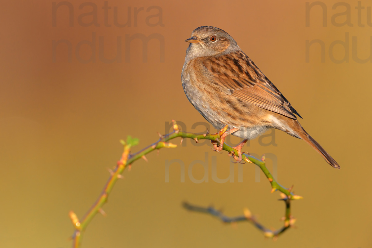 Foto di Passera scopaiola (Prunella modularis)