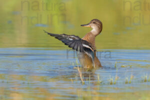 Photos of Eurasian Teal (Anas crecca)