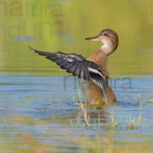 Photos of Eurasian Teal (Anas crecca)