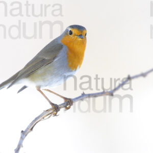 Photos of European Robin (Erithacus rubecola)