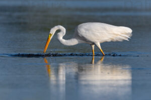 Foto di Airone bianco maggiore (Ardea alba)