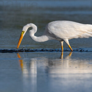 Foto di Airone bianco maggiore (Ardea alba)