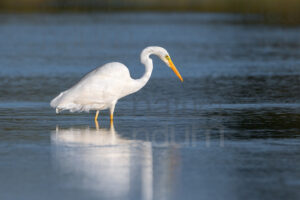 Photos of Great Egret (Ardea alba)