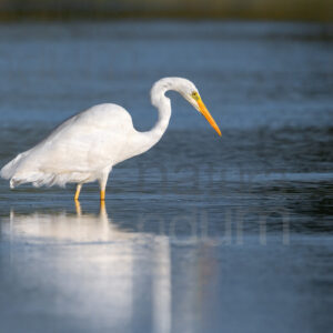 Foto di Airone bianco maggiore (Ardea alba)