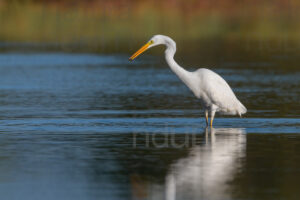 Foto di Airone bianco maggiore (Ardea alba)