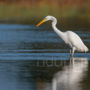 Photos of Great Egret (Ardea alba)