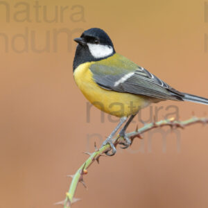 Foto di Cinciallegra (Parus major)