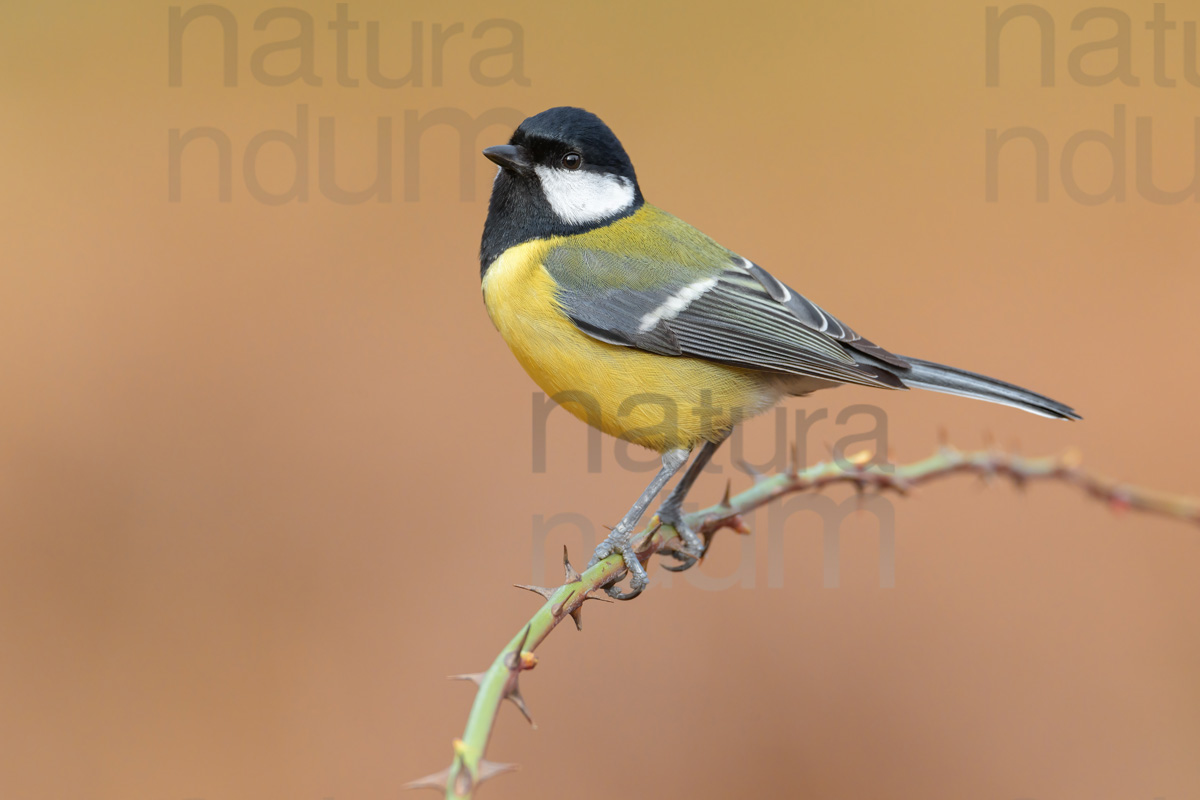 Foto di Cinciallegra (Parus major)