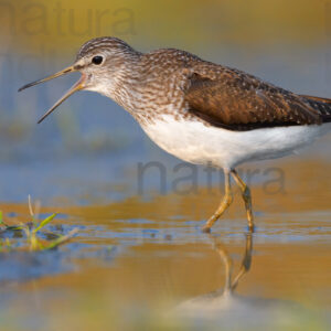 Photos of Green Sandpiper (Tringa ochropus)