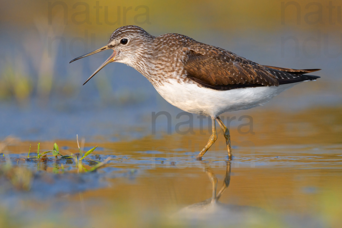 Photos of Green Sandpiper (Tringa ochropus)