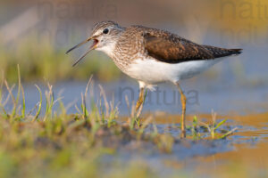 Photos of Green Sandpiper (Tringa ochropus)