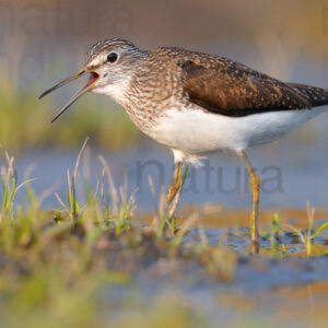 Photos of Green Sandpiper (Tringa ochropus)