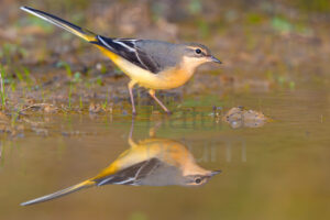 Foto di Ballerina gialla (Motacilla cinerea)