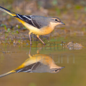 Foto di Ballerina gialla (Motacilla cinerea)